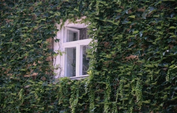 mitä kasveja ei saa istuttaa pihalle