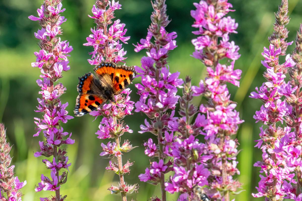 mitä kasveja ei saa istuttaa pihalle