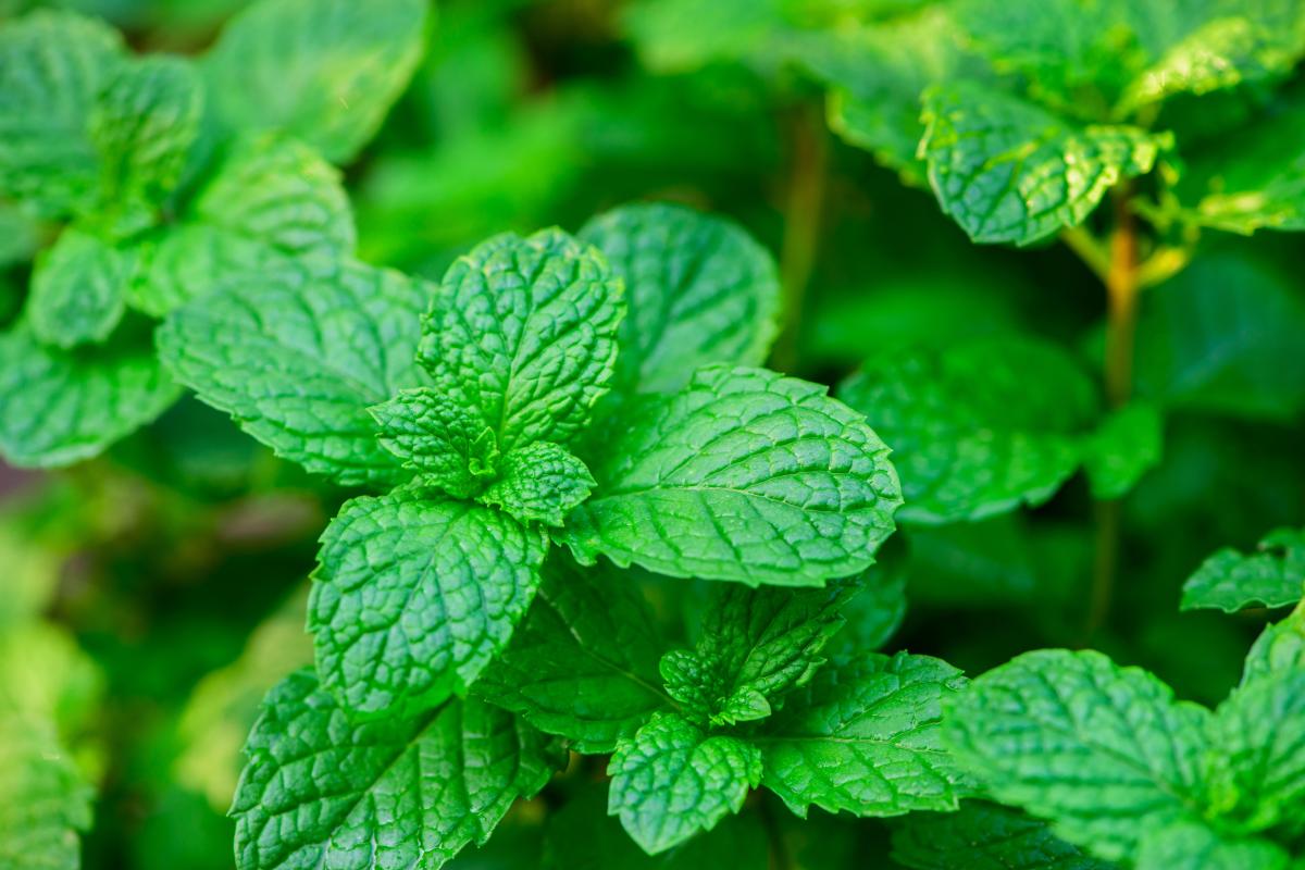 mitä kasveja ei saa istuttaa pihalle