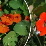 Etanoiden päävihollinen: kukka, joka puhdistaa puutarhan tuholaisista