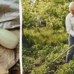 Kesäkurpitsasato on 5 kertaa rikkaampi: tässä on mitä sinun täytyy