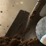 Kevään temppuja puutarhaan: kolme yksinkertaista vaihetta huhtikuussa yllättää sinut tuloksilla