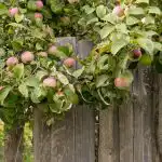 Kuinka lisätä omenasatoa: Puutarhurit nimesivät 8 kasvia, jotka on istutettava