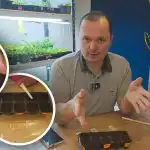 Kurkut itävät kolmantena päivänä: todistettu menetelmä taimien kasvattamiseen