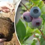 Miksi mustikat kuivuvat ja kuinka säästää ne: puutarhureiden tärkeimmät virheet