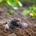 Mitä kaataa myyrän reikään: tämä lääke on jokaisessa keittiössä