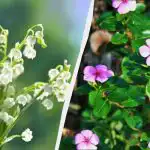 Nämä 7 perennoja näyttävät kauniilta, mutta et voi istuttaa niitä: