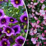 Ne kukkivat pakkasiin asti: 5 kasvia parvekkeelle, jotka eivät vaadi