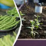 Parhaat papujen ”naapurit” on nimetty: 11 vihannesta, jotka voidaan istuttaa