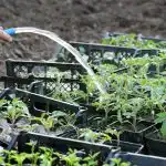 Poiminnan jälkeen tomaatit on ruokittava: 3 kotitekoista lannoitetta vahvoille taimille