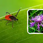 Punkit vihaavat näiden viiden kukan tuoks Verenimurit jättävät puutarhasi ikuisesti