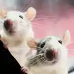 Rotat pelkäävät yhtä tuotetta: yksinkertaista tapaa "kysyä" jyrsijöitä kotoa ja