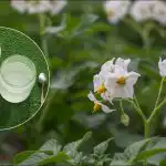 Sadasta neliömetristä - tonni perunoita: ovela istutusmenetelmä paljastettiin