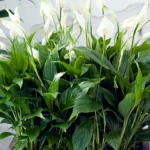 spathiphyllum-kukoistaa-vuosia-puutarhurit-kertoivat-kuinka-kasvaa.webp.webp