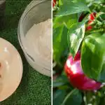 Vain yksi lusikka reikää kohti: yksinkertainen seos lisää paprikan ja