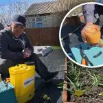 Valkosipuli muuttuu keltaisiksi pakkasen jälkeen: puutarhuri paljasti askeleita sadon uusimiseksi