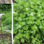 "Vanhanaikainen" puutäiden torjuntamenetelmä penkkien välissä: ainuttakaan rikkaruohoa ei jää jäljelle