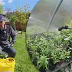 Yön "huonot" eivät ole pelottavia - kuinka suojata kasveja pakkaselta